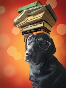 BookDoggy 1